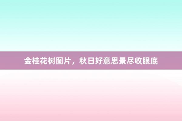 金桂花树图片，秋日好意思景尽收眼底